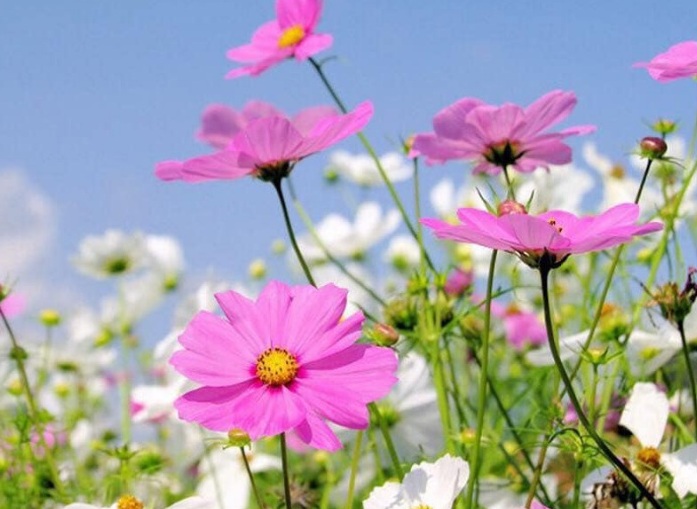 GỬI EM MUÔN NỖI YÊU THƯƠNG